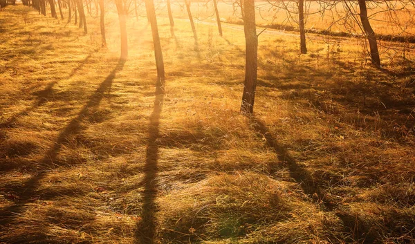 Sunny Evening Wild Meadow Golden Meadow Bright Sunlight Royalty Free Stock Photos