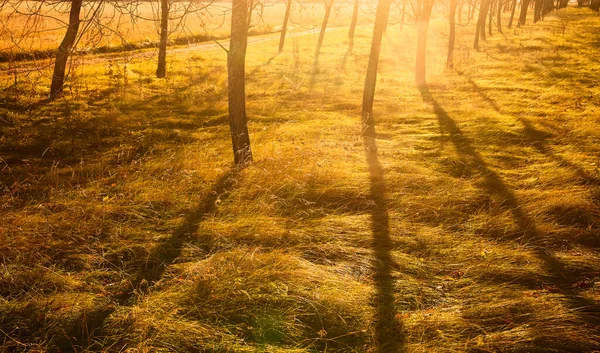 Sunny Evening Wild Meadow Golden Meadow Bright Sunlight Stock Picture