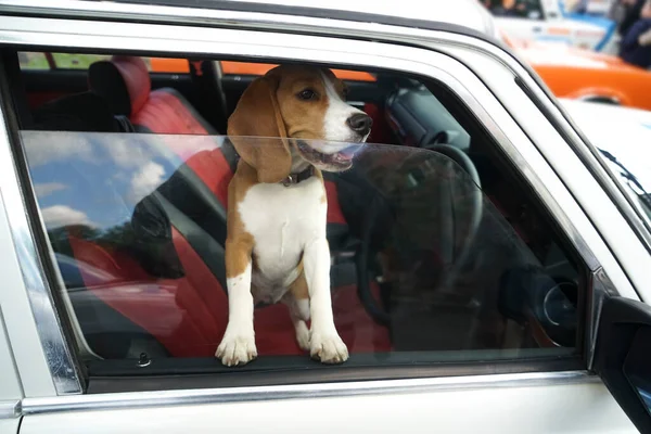 Beagle Breed Hunting Dog Closed Car Looks Out Window Side — Stock Photo, Image