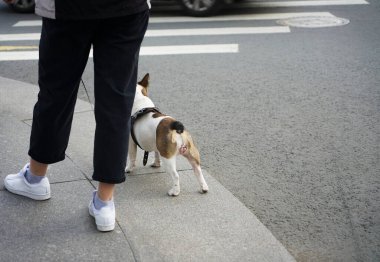 Genç bir köpeği olan yetişkin bir adam ve kadın. Fransız buldog yaya geçidinin yanında bekliyor.. 