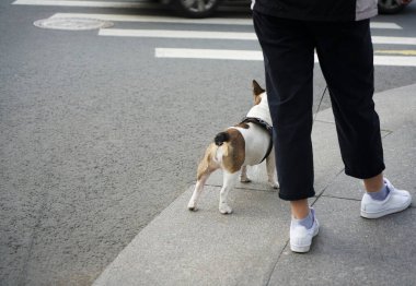 Genç bir köpeği olan yetişkin bir kadın - Fransız bulldog yaya geçidinin yanında bekliyor.. 