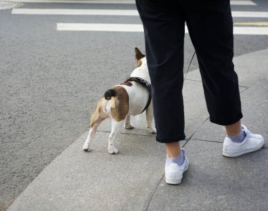 Genç bir köpeği olan yetişkin bir kadın - Fransız bulldog yaya geçidinin yanında bekliyor.. 