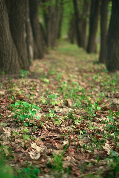 Sole Primaverile Che Splende Attraverso Alberi Alti — Foto Stock