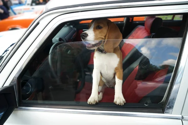 Beagle Breed Hunting Dog Closed Car Looks Out Window Side — Stock Photo, Image