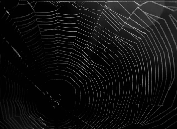 Λευκό Ιστό Αράχνης Απομονωμένο Μαύρο Φόντο — Φωτογραφία Αρχείου
