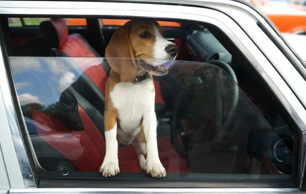 Beagle Breed Hunting Dog Closed Car Looks Out Window Side — Stock Photo, Image