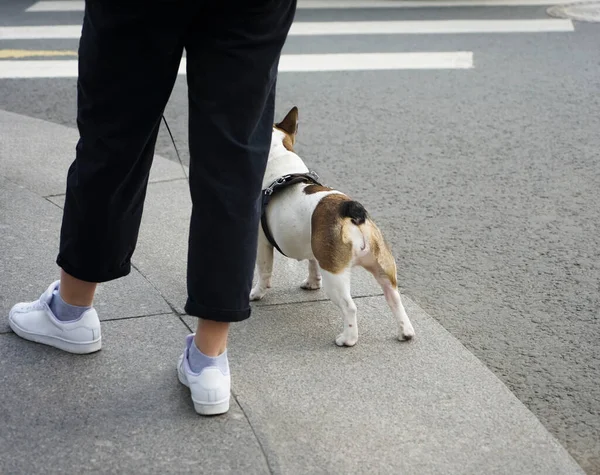 Genç Bir Köpeği Olan Yetişkin Bir Kadın Fransız Bulldog Yaya — Stok fotoğraf