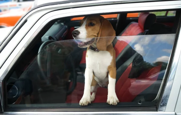 Beagle Breed Hunting Dog Closed Car Looks Out Window Side — Stock Photo, Image