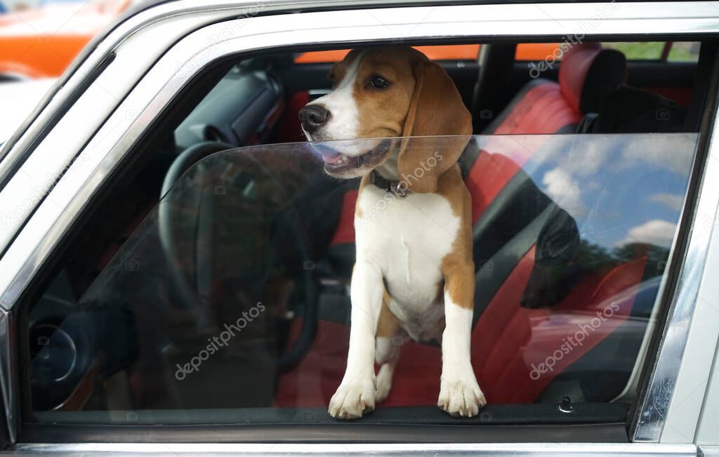 beagle breed - hunting dog in the closed car looks out of the window. side view. Closeup image.