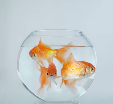 Akvaryumdaki altın balık. Kapat.