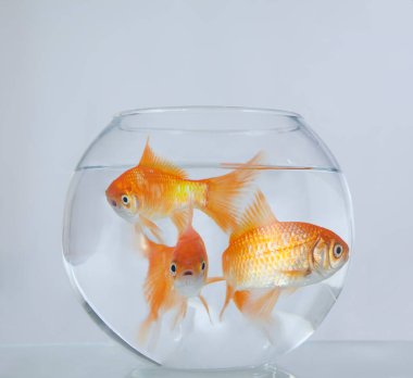 Akvaryumdaki altın balık. Kapat.