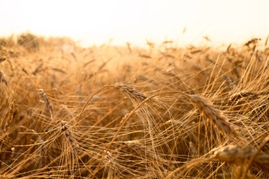 Buğday tarlasında altın gün batımı. Buğday kulaklarını kapat. 