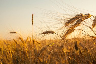 Buğday tarlasında altın gün batımı. Buğday kulaklarını kapat. 
