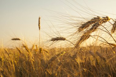 Buğday tarlasında altın gün batımı. Buğday kulaklarını kapat. 