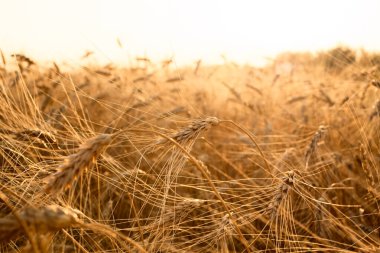 Buğday tarlasında altın gün batımı. Buğday kulaklarını kapat. 