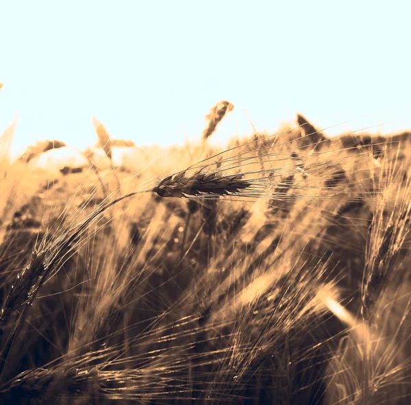 Золотой Закат Над Пшеничным Полем Закрыть Пшеничные Уши — стоковое фото