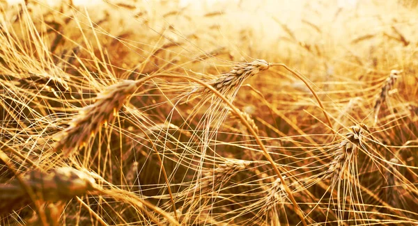 Tramonto Oro Sul Campo Grano Chiusura Delle Spighe Frumento — Foto Stock