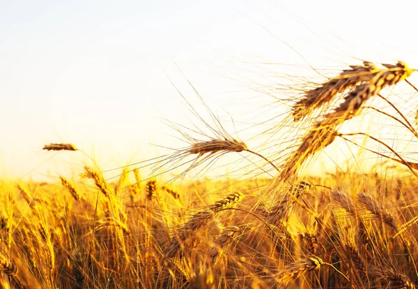 Coucher Soleil Doré Sur Champ Blé Gros Plan Des Épis — Photo