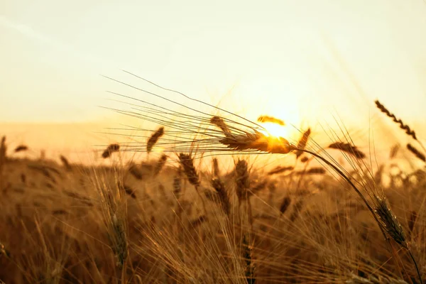 Złoty Zachód Słońca Nad Polem Pszenicy Zbliżenie Uszu Pszenicy — Zdjęcie stockowe