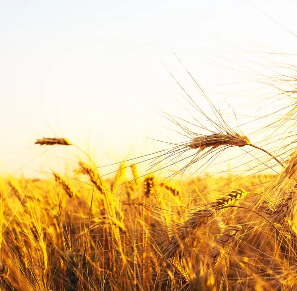 Buğday Tarlasında Altın Gün Batımı Buğday Kulaklarını Kapat — Stok fotoğraf