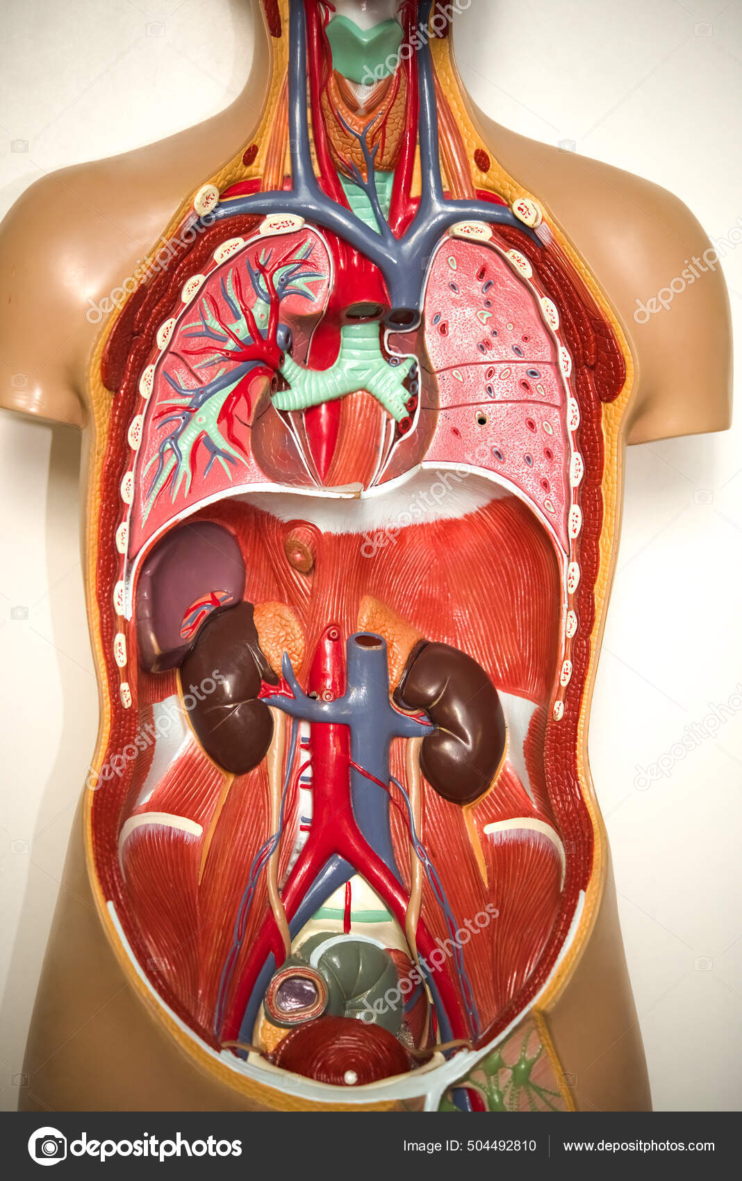 L'anatomie du corps humain  Anatomie du corps humain, Anatomie du