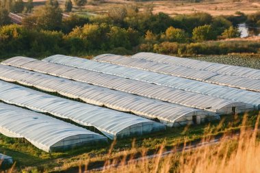  Bir yaz günü modern polietilen bantlı seralar