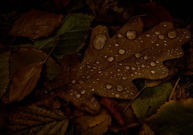 Sonbahar ormanlarında yaprakları olan meşe ve huş ağaçları. Doğal sonbahar arkaplanı. 
