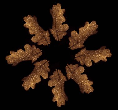 Siyah arkaplanda çiğ damlaları olan meşe ağacı yaprakları