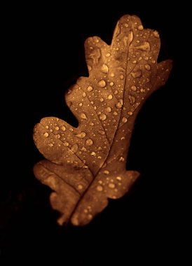 Siyah zemin üzerinde çiğ damlaları olan bir meşe yaprağı.