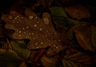 Sonbahar ormanlarında yaprakları olan meşe ve huş ağaçları. Doğal sonbahar arkaplanı. 