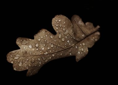 Siyah zemin üzerinde çiğ damlaları olan bir meşe yaprağı.