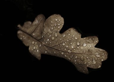 Siyah zemin üzerinde çiğ damlaları olan bir meşe yaprağı.