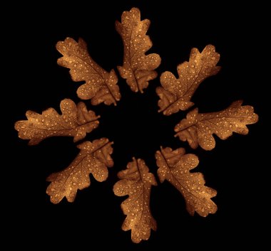 Siyah arkaplanda çiğ damlaları olan meşe ağacı yaprakları