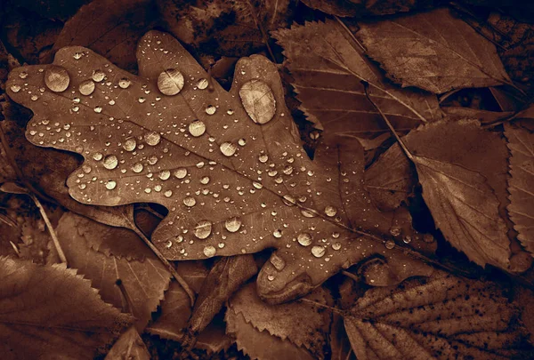 Eiken Berken Bladeren Met Druppels Herfst Bos Natuurlijke Val Achtergrond — Stockfoto