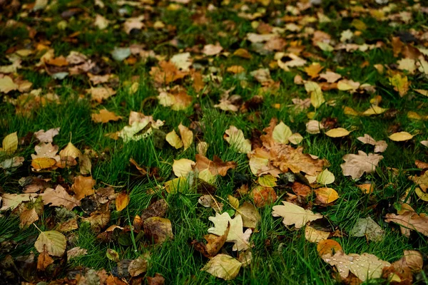 Gevallen Eikenbladeren Met Dauw Herfst Eiken Bladeren — Stockfoto