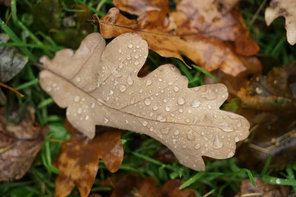 Feuilles Chêne Bouleau Avec Gouttes Dans Forêt Automne Fond Naturel — Photo