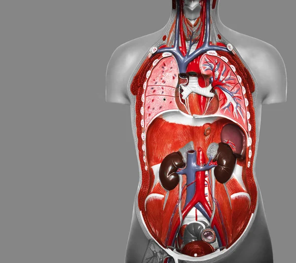 Wetenschappelijke Geneeskunde Van Het Menselijk Lichaam Anatomie Sectiebeeld Van Een — Stockfoto