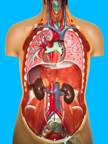 人体解剖学の科学的医学 内臓を持った人体の断面図 — ストック写真