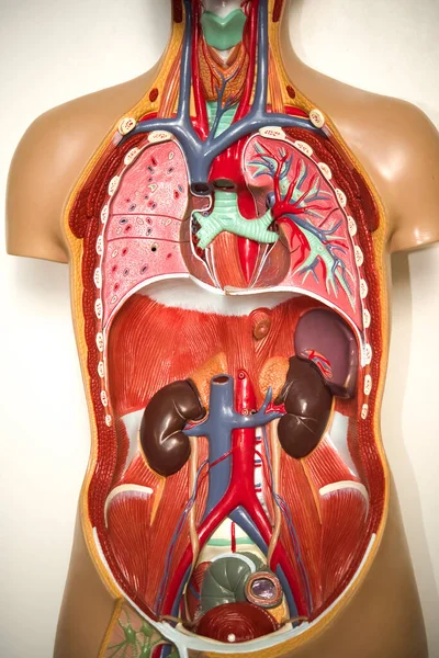 人体解剖学の科学的医学 内臓を持った人体の断面図 — ストック写真