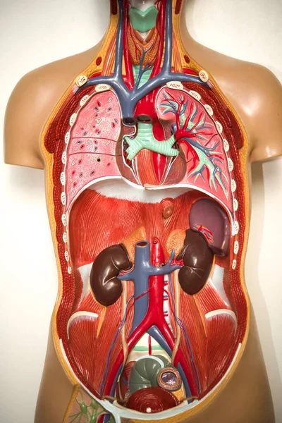 Médecine Scientifique Anatomie Corps Humain Vue Section Corps Humain Avec — Photo