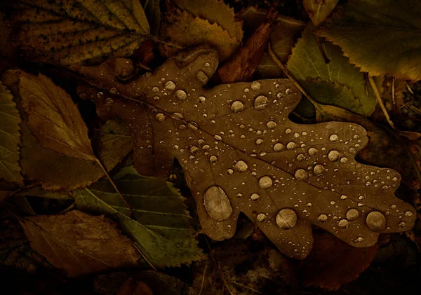Foglie Quercia Betulla Con Gocce Nella Foresta Autunnale Fondo Naturale — Foto Stock