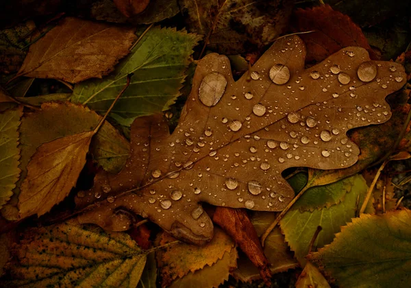 Foglie Quercia Betulla Con Gocce Nella Foresta Autunnale Fondo Naturale — Foto Stock