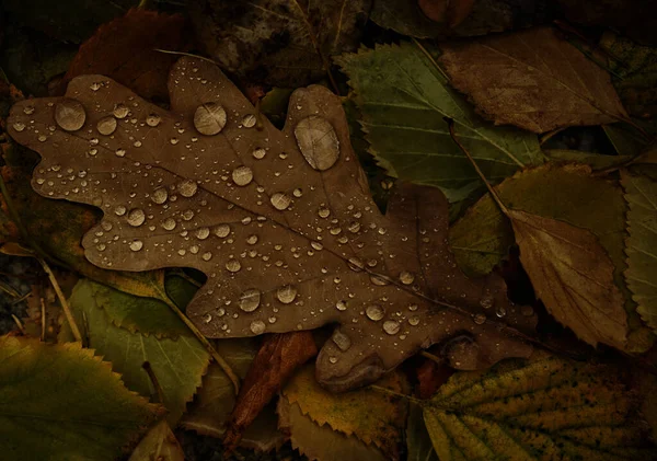 Carvalho Bétula Folhas Árvore Com Gotas Floresta Outono Fundo Queda — Fotografia de Stock