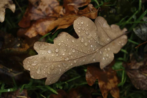 Foglie Quercia Betulla Con Gocce Nella Foresta Autunnale Fondo Naturale — Foto Stock