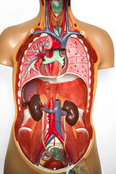 Vědecká Medicína Anatomie Lidského Těla Sekční Pohled Lidské Tělo Vnitřními — Stock fotografie