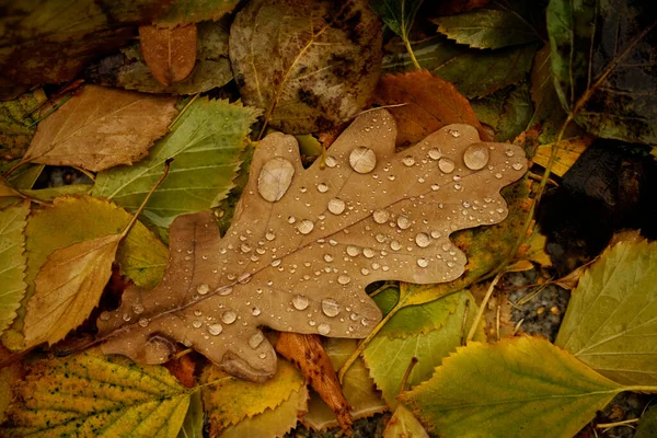 Eiken Berken Bladeren Met Druppels Herfst Bos Natuurlijke Val Achtergrond — Stockfoto