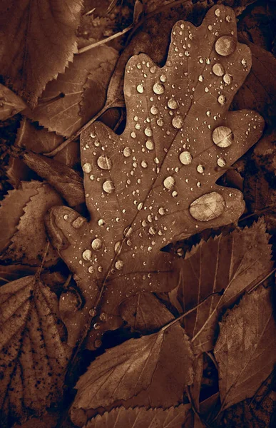 Eichen Und Birkenblätter Mit Tropfen Herbstwald Natürlicher Fallhintergrund — Stockfoto