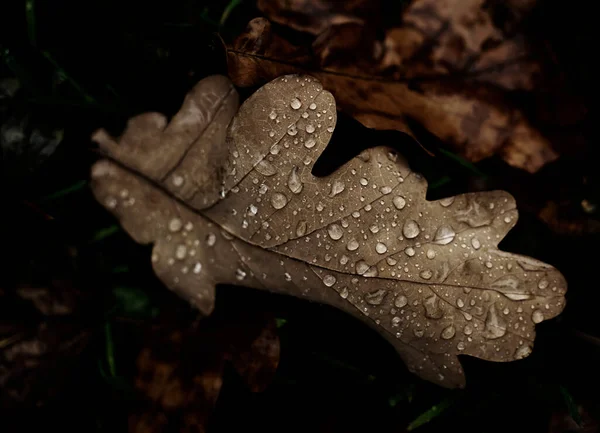 Дуб Береза Листья Каплями Осеннем Лесу Естественный Фон Падения — стоковое фото