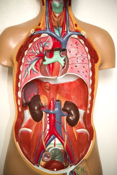 Medycyna Naukowa Anatomii Ludzkiego Ciała Widok Ciało Ludzkie Organami Wewnętrznymi — Zdjęcie stockowe