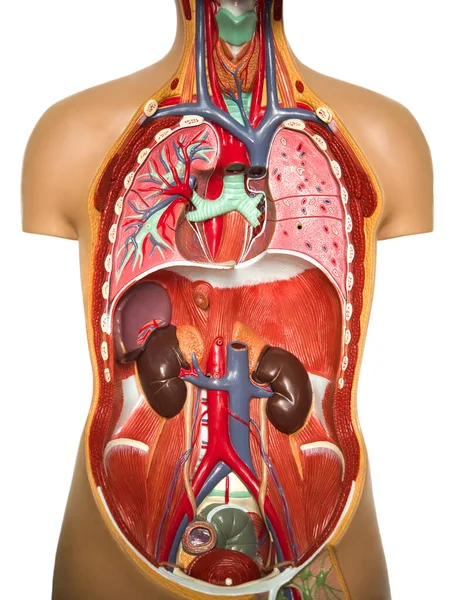 Wetenschappelijke Geneeskunde Van Het Menselijk Lichaam Anatomie Sectiebeeld Van Een — Stockfoto